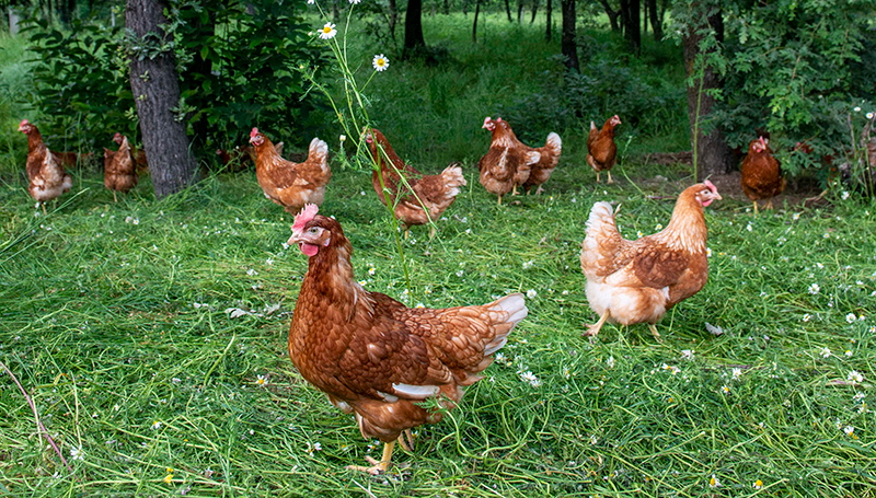 O bem-estar animal na produção de ovos ANAPO